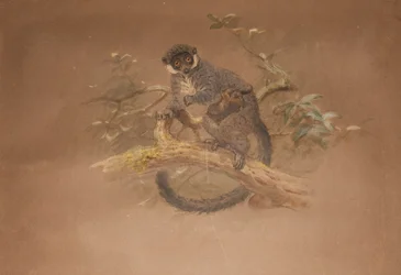 Schwarzfüßiger Lemur (Lemur nigifrons)